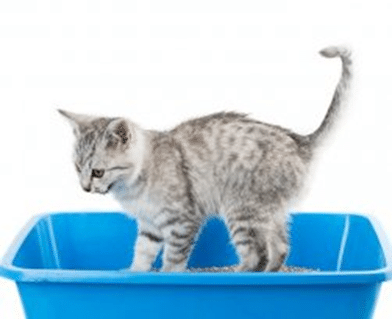 Caixa de Areia para Gatos de Pequeno Porte